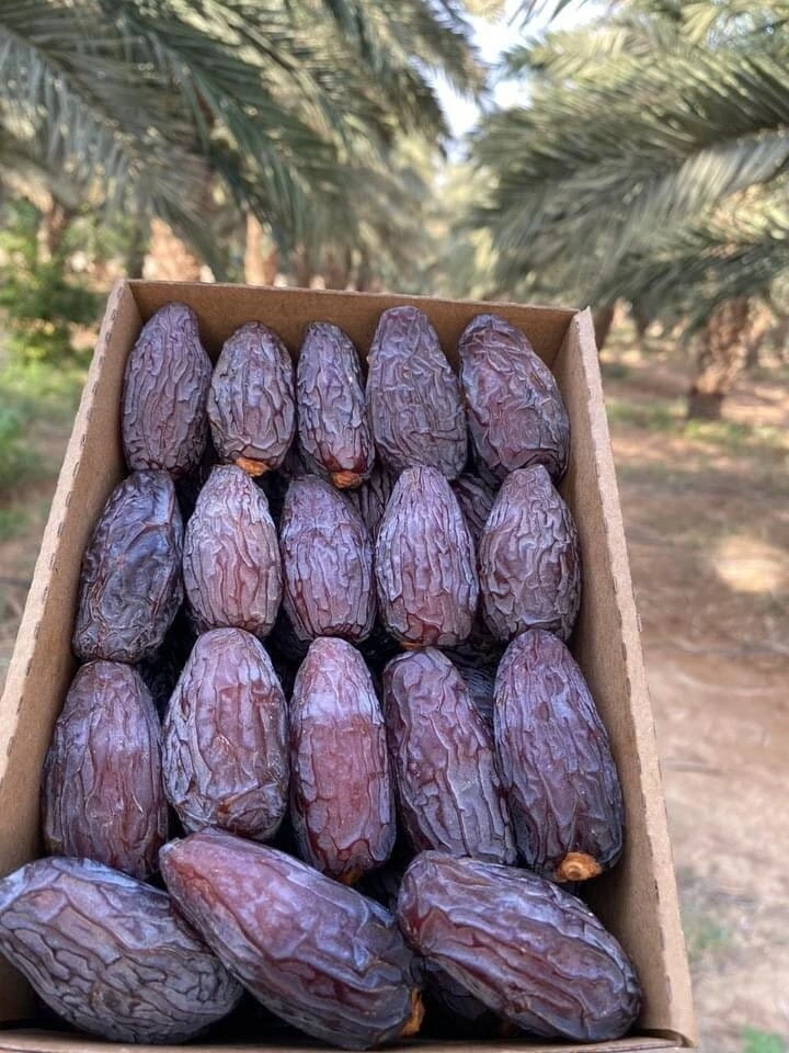 خرمای مجول نخلستان